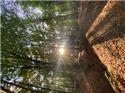 Veranstaltungsbild Spiele im Wald